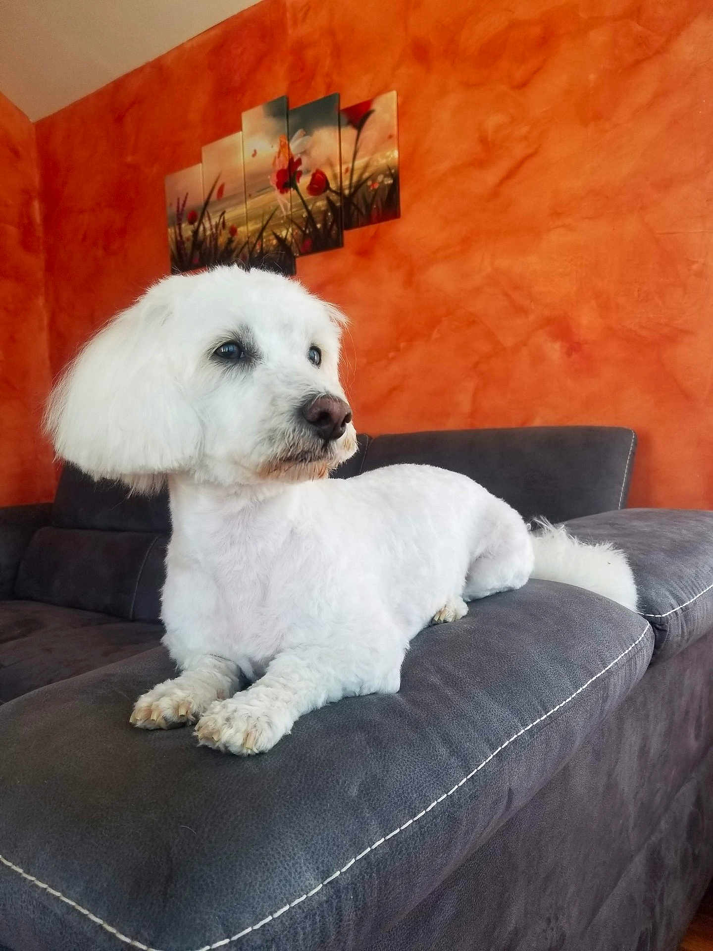 Faxou a rejoint le concours — aidez-le/la à gagner de superbes lots ! animal, canine, companion, couch, cozy, decor, dog, domestic, fluffy, furniture, house, indoor, orange_wall, painting, pet, portrait, relaxed, resting, sofa, white_dog