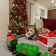 Baby Rod joined the competition — help win amazing prizes! cat, calico_cat, christmas_tree, toy_train, train_tracks, living_room, ornaments, string_lights, holiday, decoration, couch, pillow, plaid_pattern, figurine, carpet, window, cozy, festive, gift, seasonal