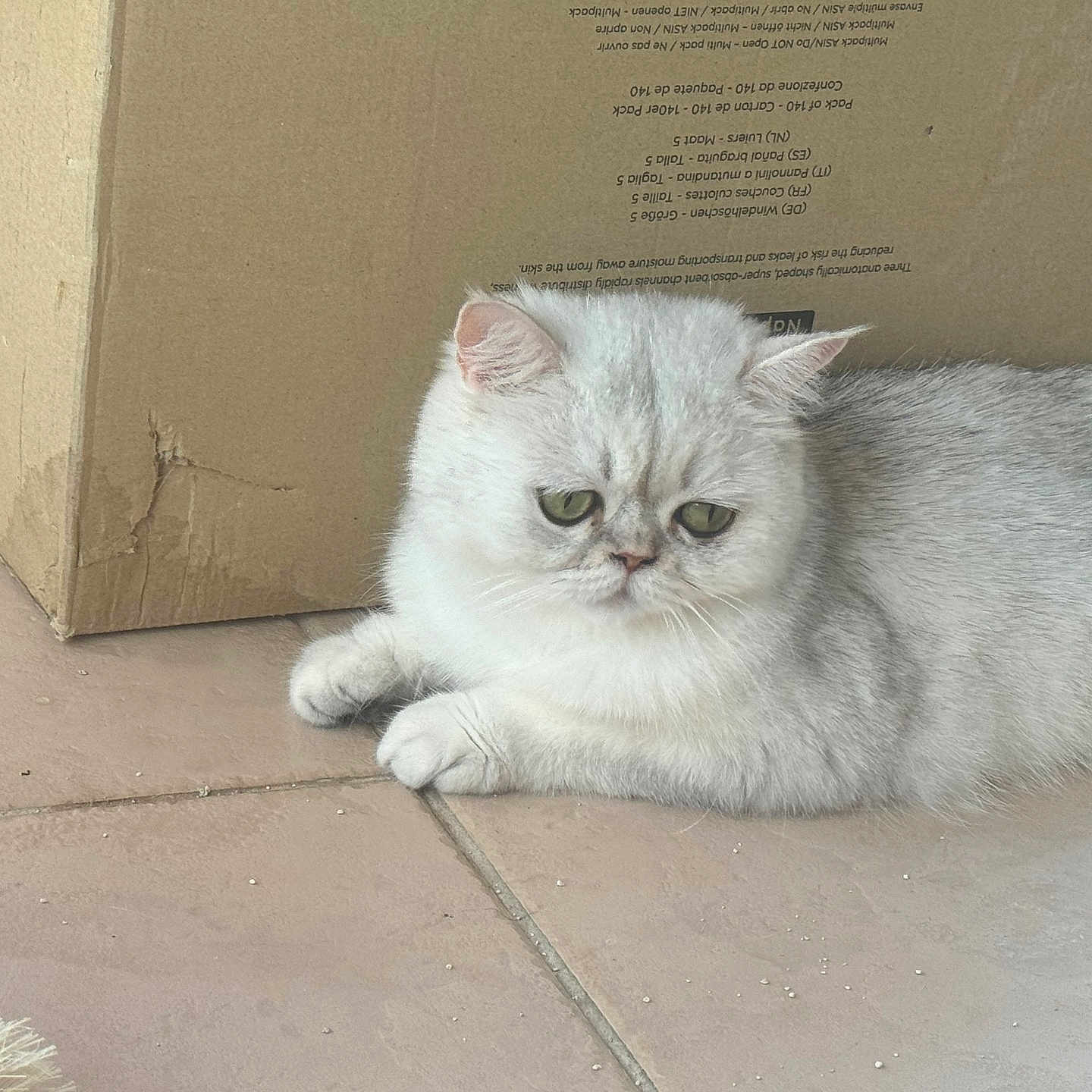 Lalousse participe au concours pour gagner de l'argent avec cette photo : abyssinian, angora, animal, box, cardboard, carton, cat, herbal, herbs, indoors, kitten, manx, person, pet, plant, siamese, slate, sleeping, text, white