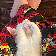 Little Bit is registered to the contest to win money with this photo: cat, white_cat, paws, sleeping, cute, cozy, pajamas, spongebob, pattern, clothing, relaxing, indoor, feline, pet, animal, resting, home, wood_furniture, comfort, soft