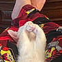 cat, white_cat, paws, sleeping, cute, cozy, pajamas, spongebob, pattern, clothing, relaxing, indoor, feline, pet, animal, resting, home, wood_furniture, comfort, soft