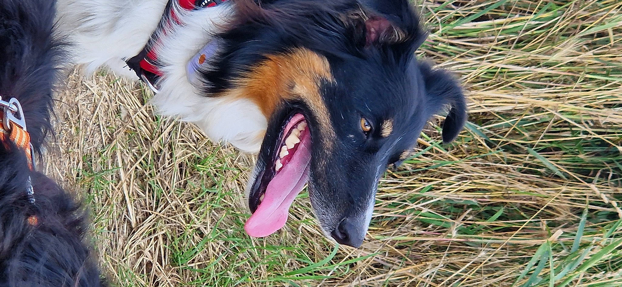 Copernic a rejoint le concours — aidez-le/la à gagner de superbes lots ! canidae, carnivore, companion_dog, dog, dog_breed, electric_blue, fang, fawn, fur, grass, happy, human_body, plant, snout, sporting_group, terrestrial_animal, whiskers, wildlife, working_dog