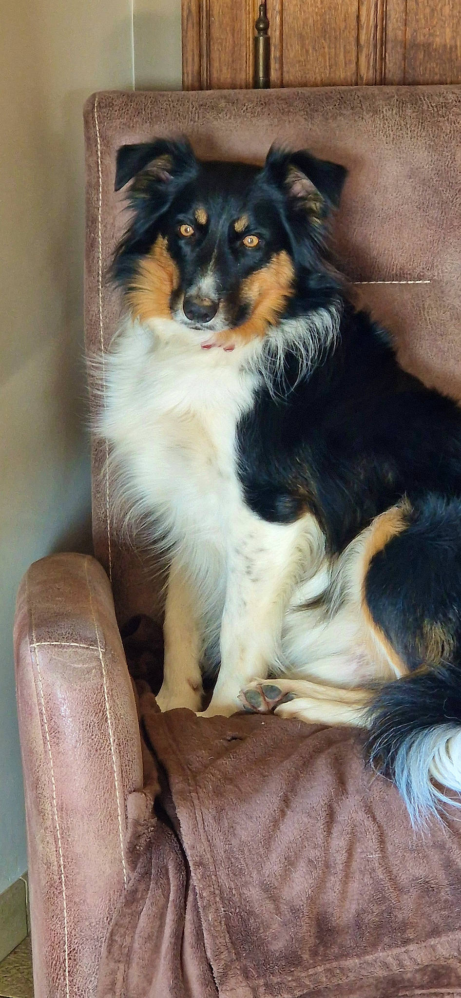 Copernic participe au concours pour gagner de l'argent avec cette photo : ancient_dog_breeds, canidae, carnivore, collie, companion_dog, dog, dog_breed, fur, herding_dog, rough_collie, scotch_collie, shetland_sheepdog, snout, sporting_group, tail, working_animal, working_dog