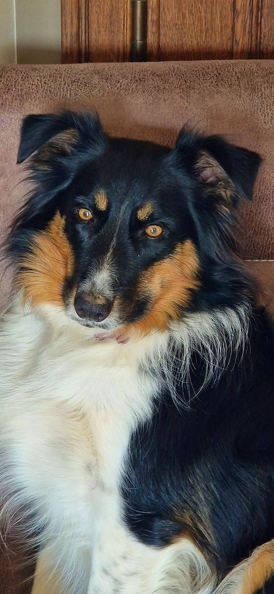 Copernic a rejoint le concours — aidez-le/la à gagner de superbes lots ! ancient_dog_breeds, canidae, carnivore, companion_dog, dog, dog_breed, fur, herding_dog, snout, sporting_group, terrestrial_animal, whiskers, working_dog