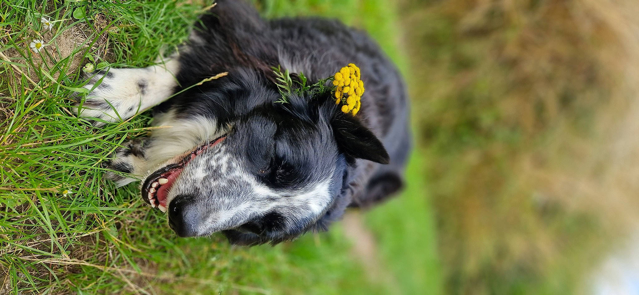 Arya participe au concours pour gagner de l'argent avec cette photo : beak, canidae, carnivore, claw, collar, companion_dog, dog, dog_breed, dog_collar, eye, fur, grass, pack_animal, plant, snout, sporting_group, tail, terrestrial_animal, whiskers, working_animal