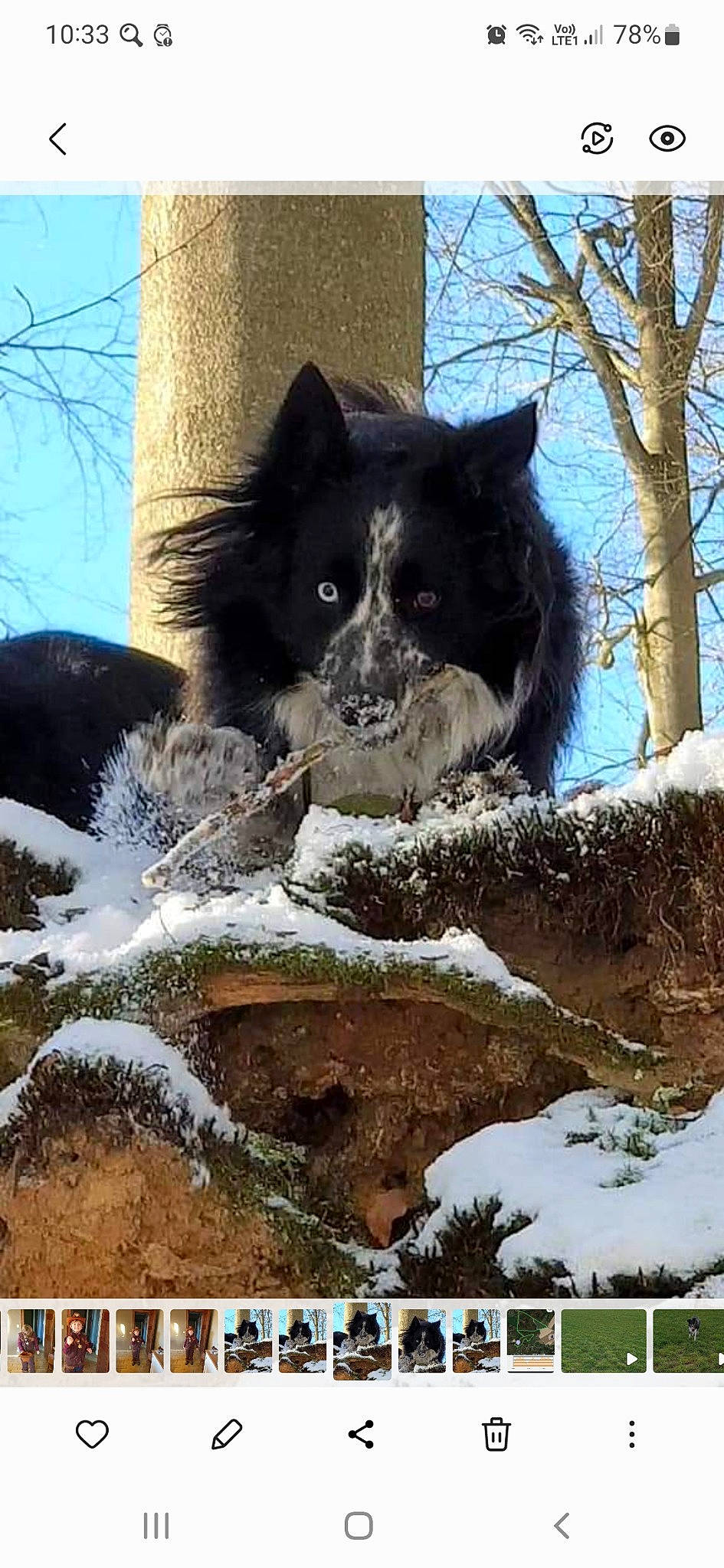 Arya participe au concours pour gagner de l'argent avec cette photo : adaptation, canidae, carnivore, dog_breed, felidae, freezing, fur, natural_landscape, sky, snout, snow, sporting_group, tail, terrestrial_animal, tree, trunk, whiskers, wildlife, winter, world