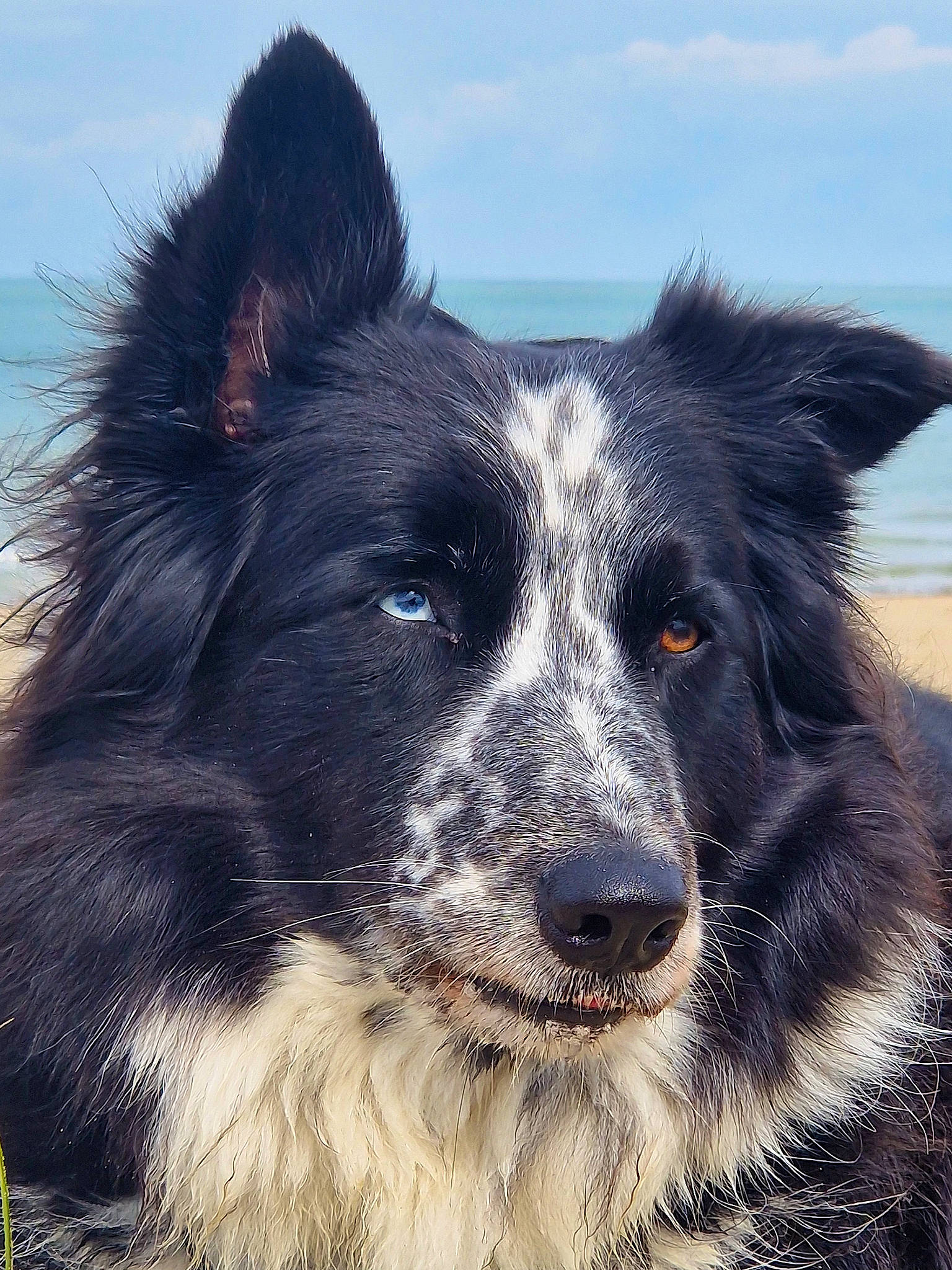 Arya a rejoint le concours — aidez-le/la à gagner de superbes lots ! borador, border_collie, carnivore, cloud, companion_dog, dog, dog_breed, fur, herding_dog, sky, snout, sporting_group, water, whiskers, working_animal, working_dog