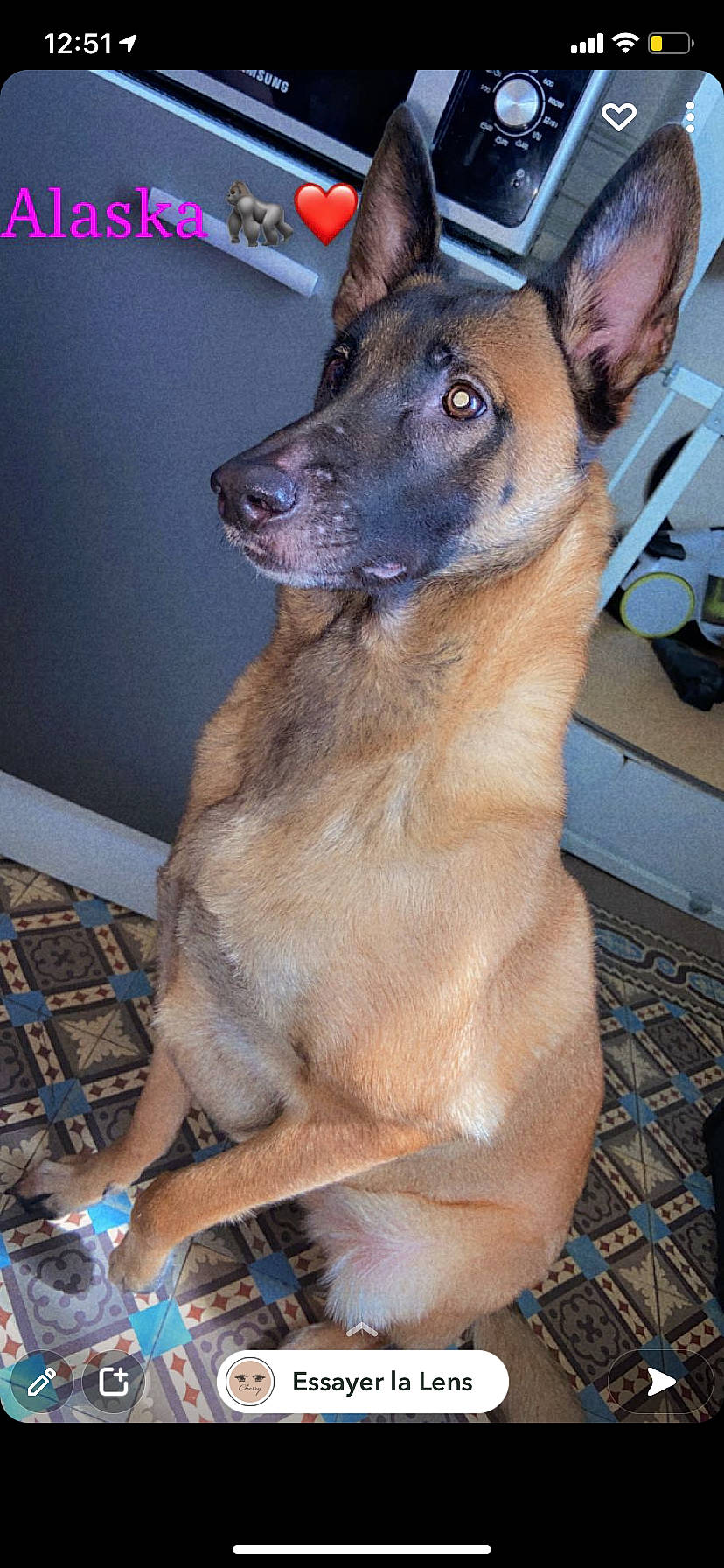 Laska a rejoint le concours — aidez-le/la à gagner de superbes lots ! balance, blue, canidae, carnivore, coffee_cup, collar, companion_dog, dog, dog_breed, fawn, fur, home_appliance, jaw, pet_supply, snapshot, snout, sporting_group, whiskers, working_animal, working_dog