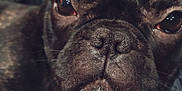 Lilo a rejoint le concours — aidez-le/la à gagner de superbes lots ! dog, french_bulldog, close_up, pet, animal, face, nose, eyes, paws, fur, black_fur, white_patch, blanket, cozy, resting, portrait, cute, indoors, soft_texture, canine