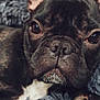 dog, french_bulldog, close_up, pet, animal, face, nose, eyes, paws, fur, black_fur, white_patch, blanket, cozy, resting, portrait, cute, indoors, soft_texture, canine