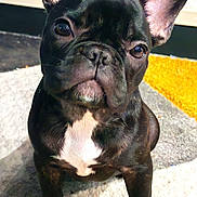 Lilo a rejoint le concours — aidez-le/la à gagner de superbes lots ! dog, puppy, french_bulldog, black_dog, pet, animal, indoors, carpet, ears, cute, young_dog, fur, white_patch, sitting, looking_up, close_up, mammal, companion, domestic_animal, portrait