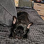 Lilo a rejoint le concours — aidez-le/la à gagner de superbes lots ! dog, french_bulldog, sleeping, black_dog, pet, indoor, couch, blanket, pillow, furniture, cozy, relaxation, nap, sunlight, living_room, home, animal, cute, resting, small_dog