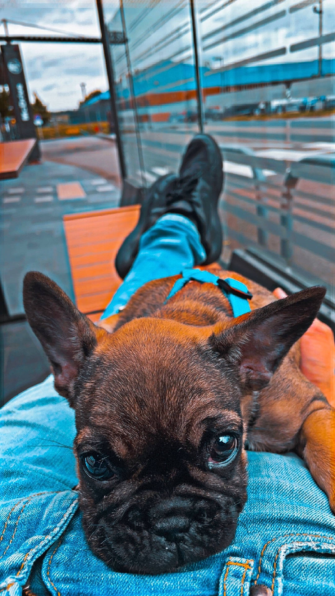 Marcus a rejoint le concours — aidez-le/la à gagner de superbes lots ! animal, boxer, bulldog, canine, clothing, dog, footwear, frenchbulldog, handrail, jeans, pants, path, person, pet, pitbull, pug, puppy, shoe, sidewalk, suede