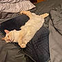 Frank is registered to the contest to win money with this photo: cat, bed, blanket, pillow, furniture, sleeping, resting, indoor, pet, animal, cozy, cream_color, soft, fur, relaxed, comfort, wooden, nightstand, home, domestic