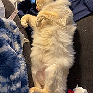 Frank is registered to the contest to win money with this photo: cat, sleeping, fluffy, indoor, blanket, toy, fur, pet, relaxing, cozy, paw, collar, clutter, fabric, soft, animal, nap, domestic, comfort, resting