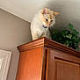 Frank is registered to the contest to win money with this photo: cat, feline, pet, indoor, wooden_cabinet, curious, fluffy, cream_color, blue_eyes, plant, greenery, home_interior, ceiling, corner, looking_down, collar, furniture, domestic_animal, animal, curiosity