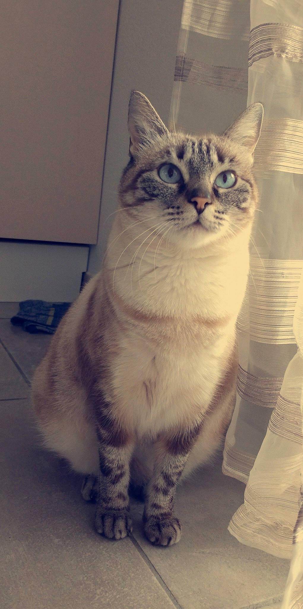 Cassy participe au concours pour gagner de l'argent avec cette photo : art, carnivore, cat, domestic_short_haired_cat, door, felidae, fur, paw, small_to_medium_sized_cats, snout, tail, terrestrial_animal, whiskers, window