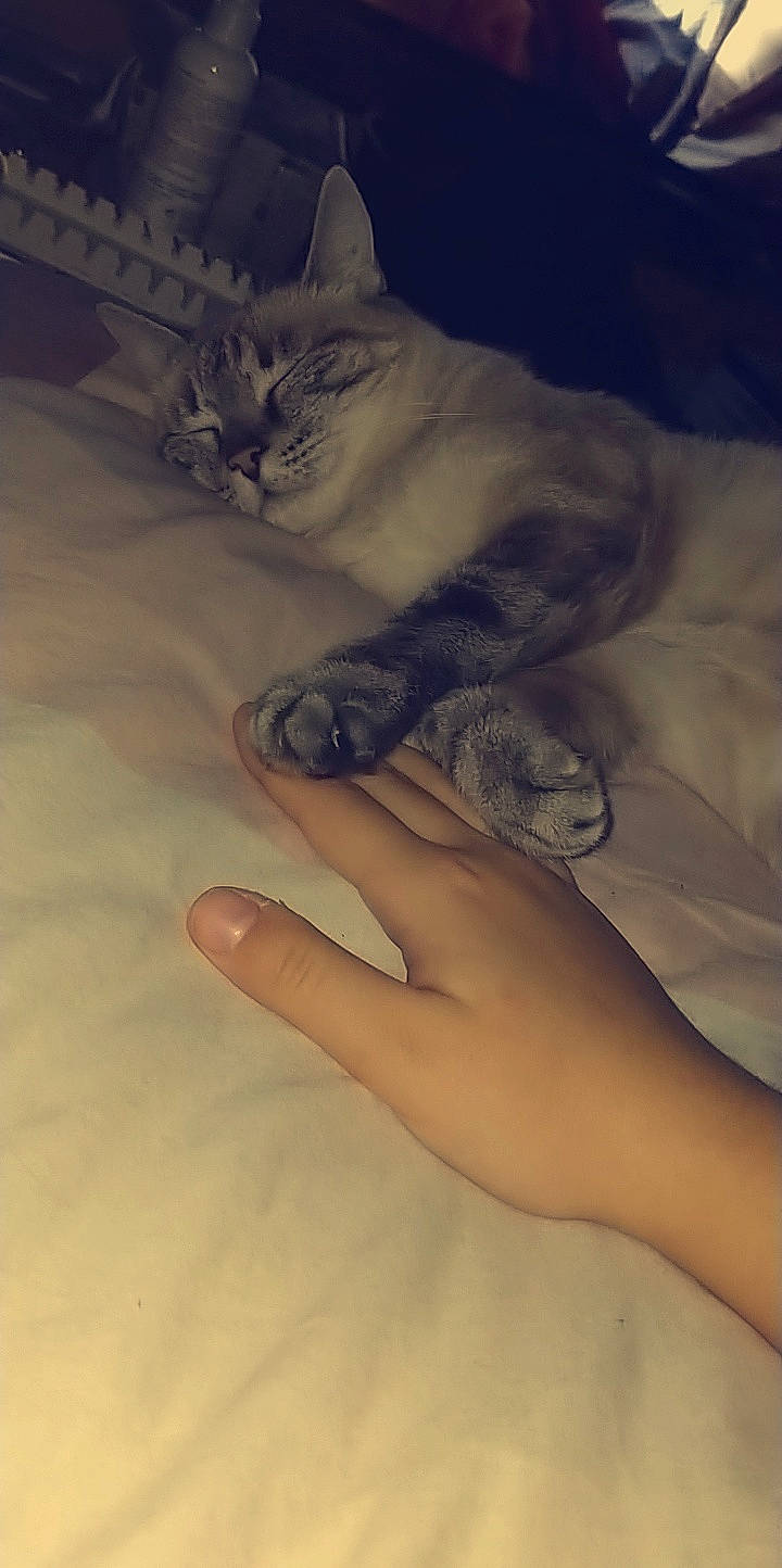 Cassy participe au concours pour gagner de l'argent avec cette photo : arm, bed, carnivore, cat, cloud, comfort, domestic_short_haired_cat, felidae, finger, foot, gesture, human_leg, leg, nail, paw, small_to_medium_sized_cats, tail, thumb, whiskers, wrist