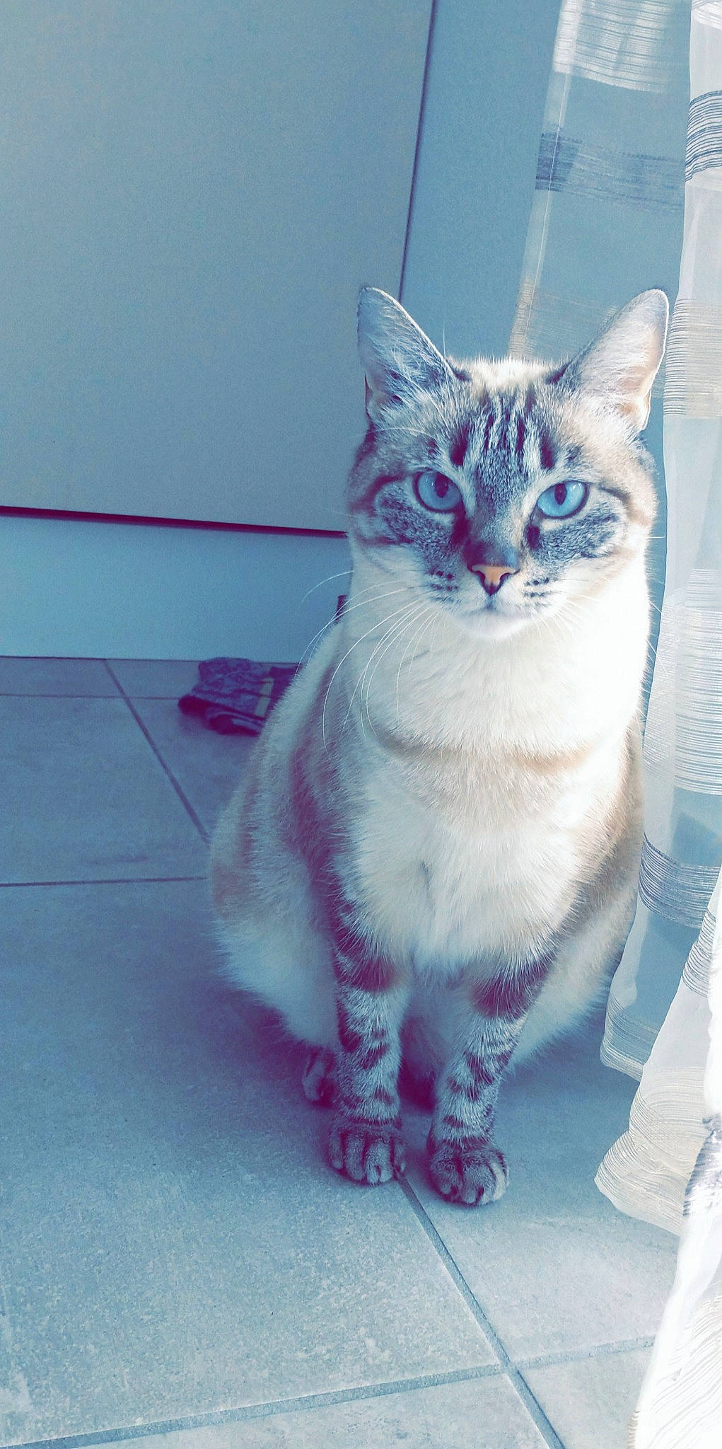 Cassy a rejoint le concours — aidez-le/la à gagner de superbes lots ! art, carnivore, cat, domestic_short_haired_cat, door, electric_blue, felidae, flooring, fur, pattern, paw, small_to_medium_sized_cats, snout, tail, whiskers, window