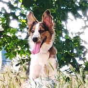 Arya a rejoint le concours — aidez-le/la à gagner de superbes lots ! dog, animal, outdoor, grass, tree, nature, pet, tongue_out, happy, canine, summer, sunlight, greenery, ears_up, sitting, field, daylight, fur, playful, bright
