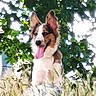 dog, animal, outdoor, grass, tree, nature, pet, tongue_out, happy, canine, summer, sunlight, greenery, ears_up, sitting, field, daylight, fur, playful, bright