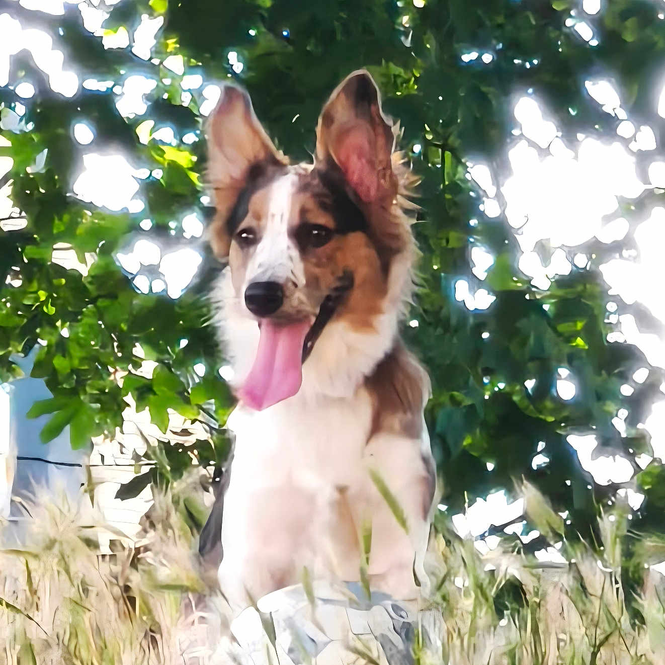 Arya a rejoint le concours — aidez-le/la à gagner de superbes lots ! dog, animal, outdoor, grass, tree, nature, pet, tongue_out, happy, canine, summer, sunlight, greenery, ears_up, sitting, field, daylight, fur, playful, bright