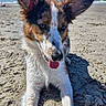 Arya a rejoint le concours — aidez-le/la à gagner de superbes lots ! animal, beach, close_up, daytime, dog, ears, fur, happy, lying_down, nature, ocean, outdoor, pet, playful, sand, sky, summer, sunlight, tongue_out, wet