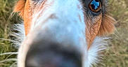 Arya participe au concours pour gagner de l'argent avec cette photo : animal, brown, canine, close_up, curious, dog, eyes, face, fur, grass, leash, nature, nose, outdoor, pet, portrait, reflection, snout, walking, white