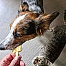 animal, brown, cat, closeup, curious, dog, ears, floor, green_eyes, hand, human_hand, indoor, looking_up, pet, playful, popsicle, sniffing, tabby, whiskers, white