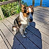 Arya participe au concours pour gagner de l'argent avec cette photo : animal, calm, canine, daylight, dock, dog, ears_up, fence, greenery, lake, nature, outdoor, peaceful, pet, relaxing, shadow, sitting, sunlight, water, wooden_planks