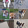 animal, ball, beach, collage, dog, excited, fence, grass, happy, leash, nature, outdoor, park, path, pet, playful, puppy, sand, stick, walking