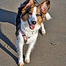 animal, beach, canine, collar, cute, dog, ears, friendly, fur, happy, nature, outdoor, paw_prints, pet, playful, sand, shadow, sunlight, tongue, walking