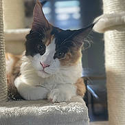Amy participe au concours pour gagner de l'argent avec cette photo : cat, calico, fluffy, indoor, cat_tree, pet, animal, whiskers, soft, plush, relaxed, cute, feline, closeup, paws, ears, nose, curious, resting, domestic
