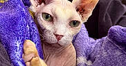 Bean is registered to the contest to win money with this photo: animal, blanket, cat, closeup, couch, cozy, cute, ear, feline, furless, green_eyes, home, indoor, pet, portrait, purple, relaxed, resting, sphynx_cat, wrinkled_skin
