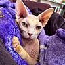 sphynx_cat, cat, pet, indoor, blanket, purple, feline, closeup, ear, wrinkled_skin, cozy, couch, resting, animal, portrait, furless, green_eyes, relaxed, home, cute