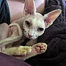 Bean joined the competition — help win amazing prizes! animal, blanket, cat, close_up, companion, cozy, curious, cute, ears, eyes, feline, hairless_cat, human_leg, indoor, paw, pet, resting, skin, soft_texture, sphynx_cat