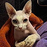 Bean joined the competition — help win amazing prizes! sphynx_cat, hairless_cat, cat, pet, animal, close_up, orange_blanket, purple_clothing, wrinkled_skin, large_ears, green_eyes, cozy, indoor, cute, resting, feline, portrait, curious, domestic, warm