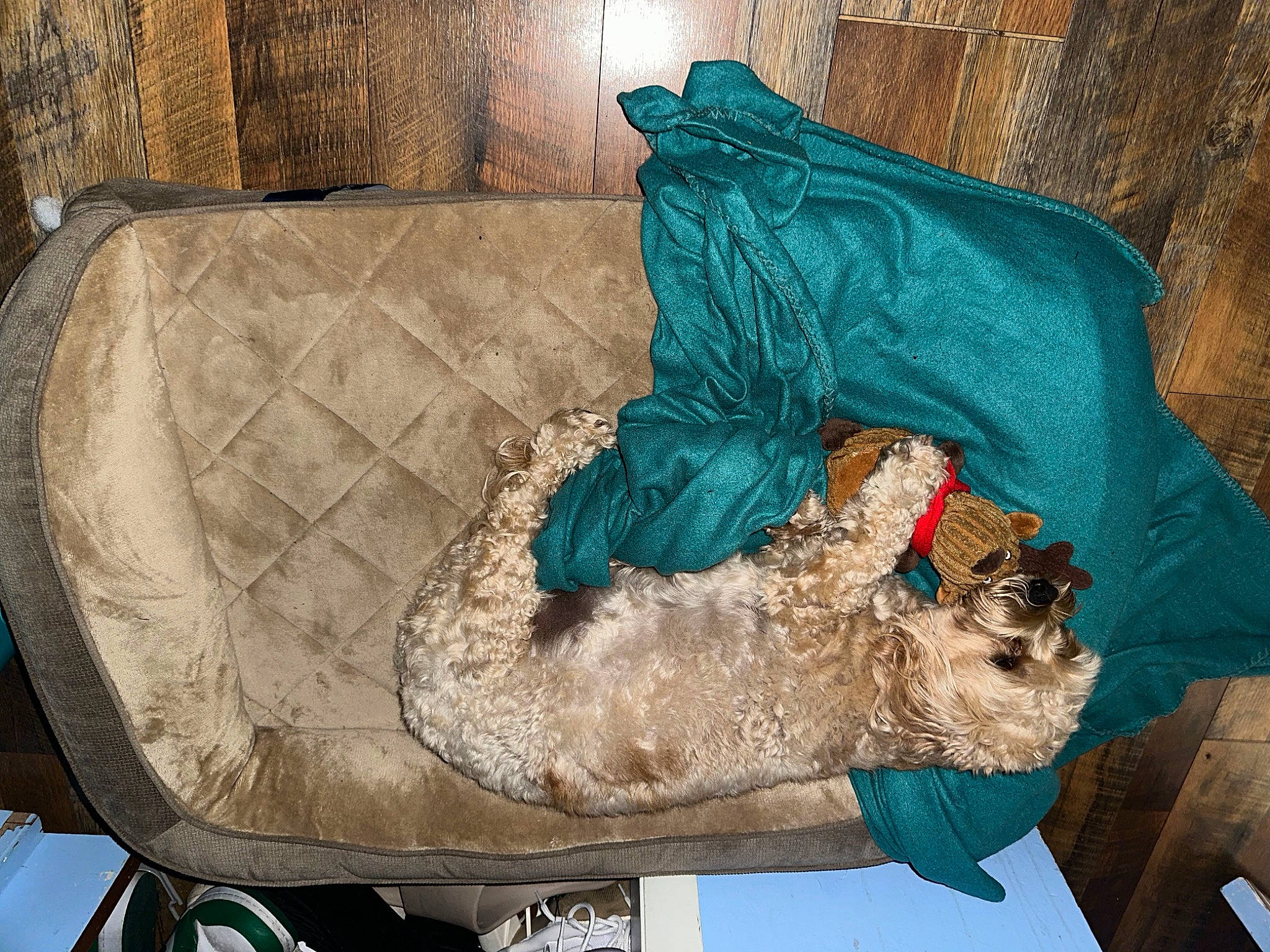 Gustavo joined the competition — help win amazing prizes! art, fur, tire, trunk, vehicle, visual_arts, wood, working_animal