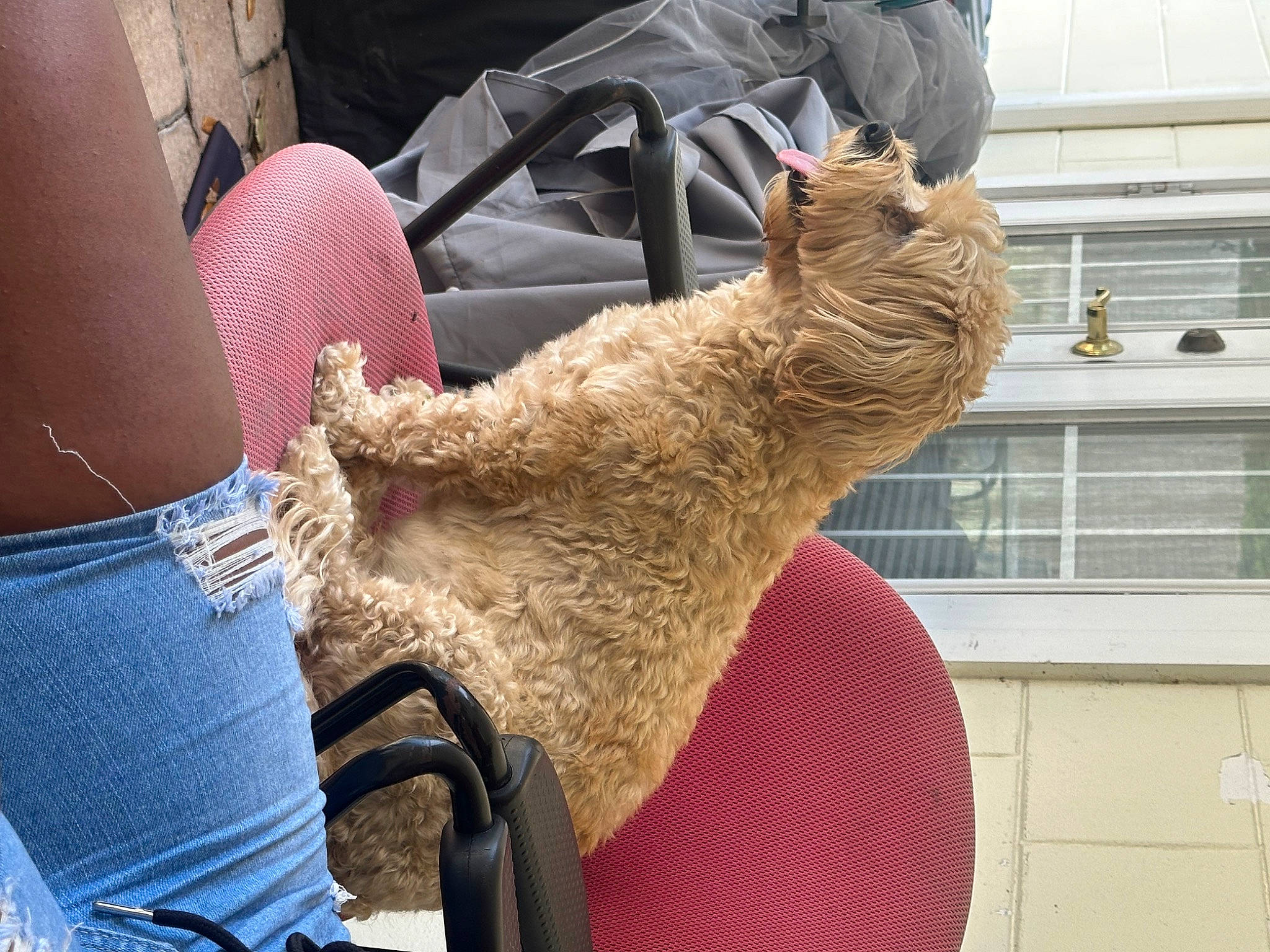 Gustavo joined the competition — help win amazing prizes! canidae, chair, fawn, felidae, fur, goat, grass, hay, human_leg, livestock, sheep, snout, sporting_group, tail, thigh, window, wood, wool, working_animal