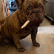 Archie is registered to the contest to win money with this photo: animal, blanket, bone, brown, clothes, collar, companion, cute, dog, domestic, expression, floor, french_bulldog, fur, guarding, indoor, pet, portrait, sitting, wooden_floor