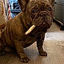 animal, blanket, bone, brown, clothes, collar, companion, cute, dog, domestic, expression, floor, french_bulldog, fur, guarding, indoor, pet, portrait, sitting, wooden_floor