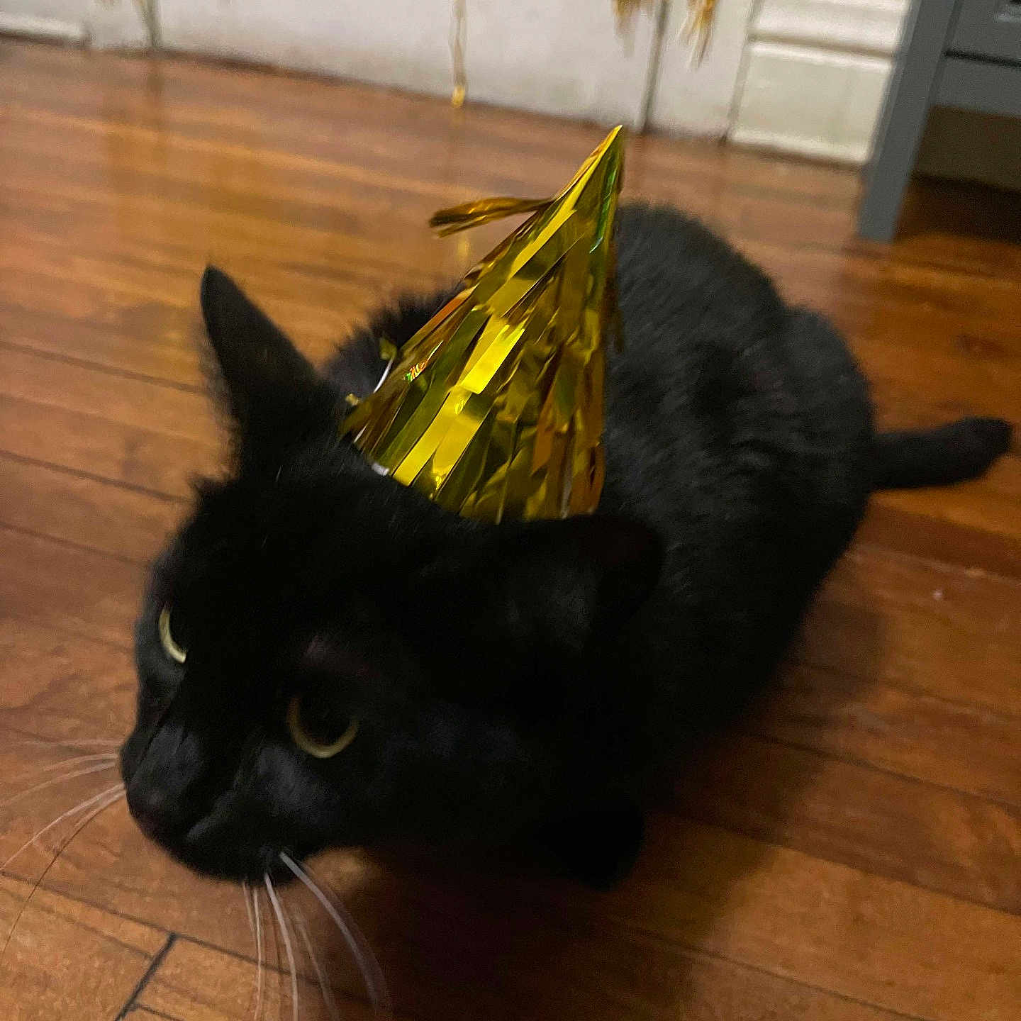 Loki is registered to the contest to win money with this photo: animal, black_cat, cat, celebration, closeup, curious, cute, domestic_cat, ears, flooring, fur, gold, indoor, mammal, party_hat, pet, shiny, tail, whiskers, wooden_floor