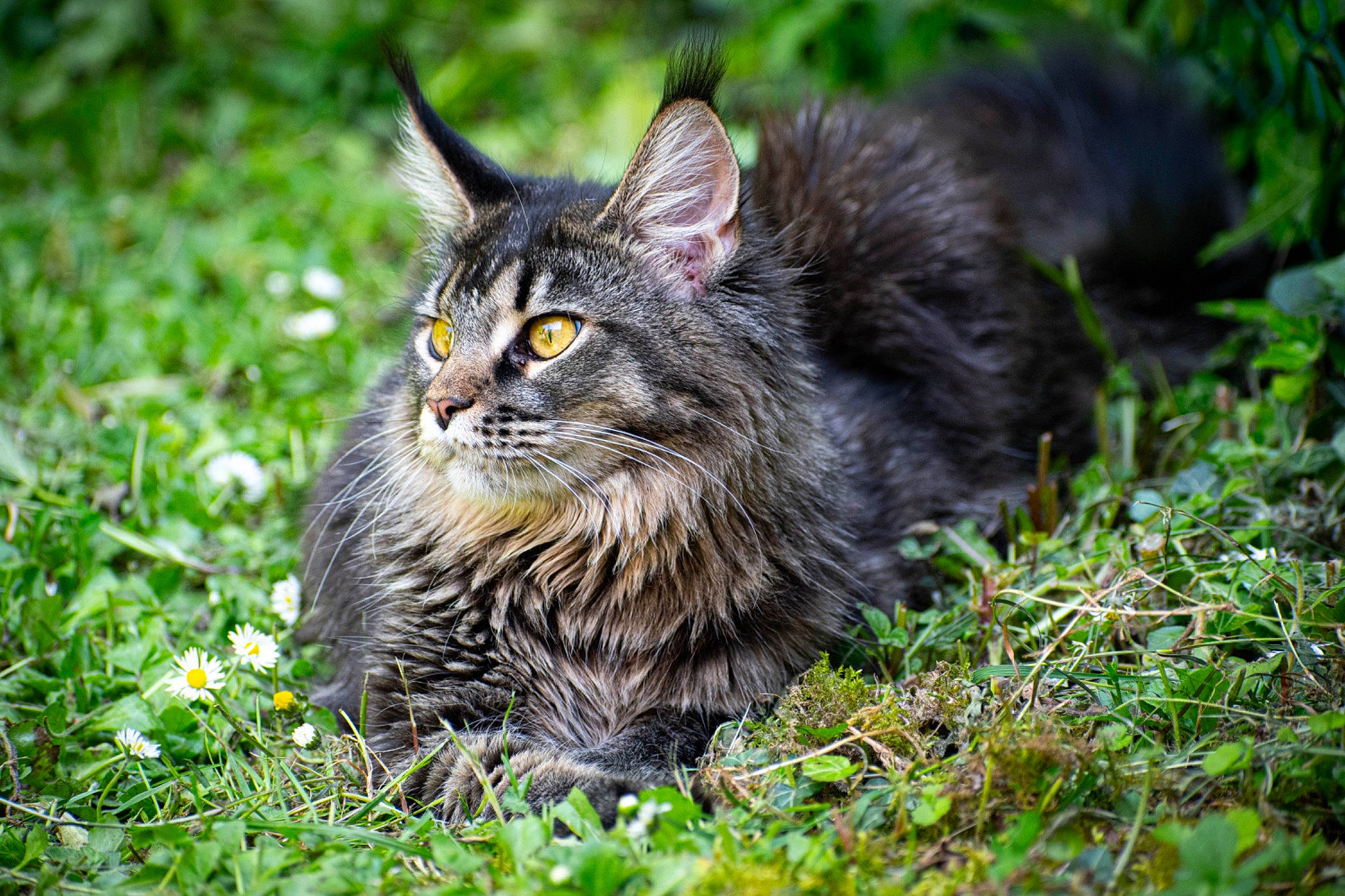 Uria a rejoint le concours — aidez-le/la à gagner de superbes lots ! black_cat, carnivore, cat, domestic_short_haired_cat, felidae, fur, grass, groundcover, maine_coon, plant, siberian, small_to_medium_sized_cats, snout, terrestrial_animal, whiskers