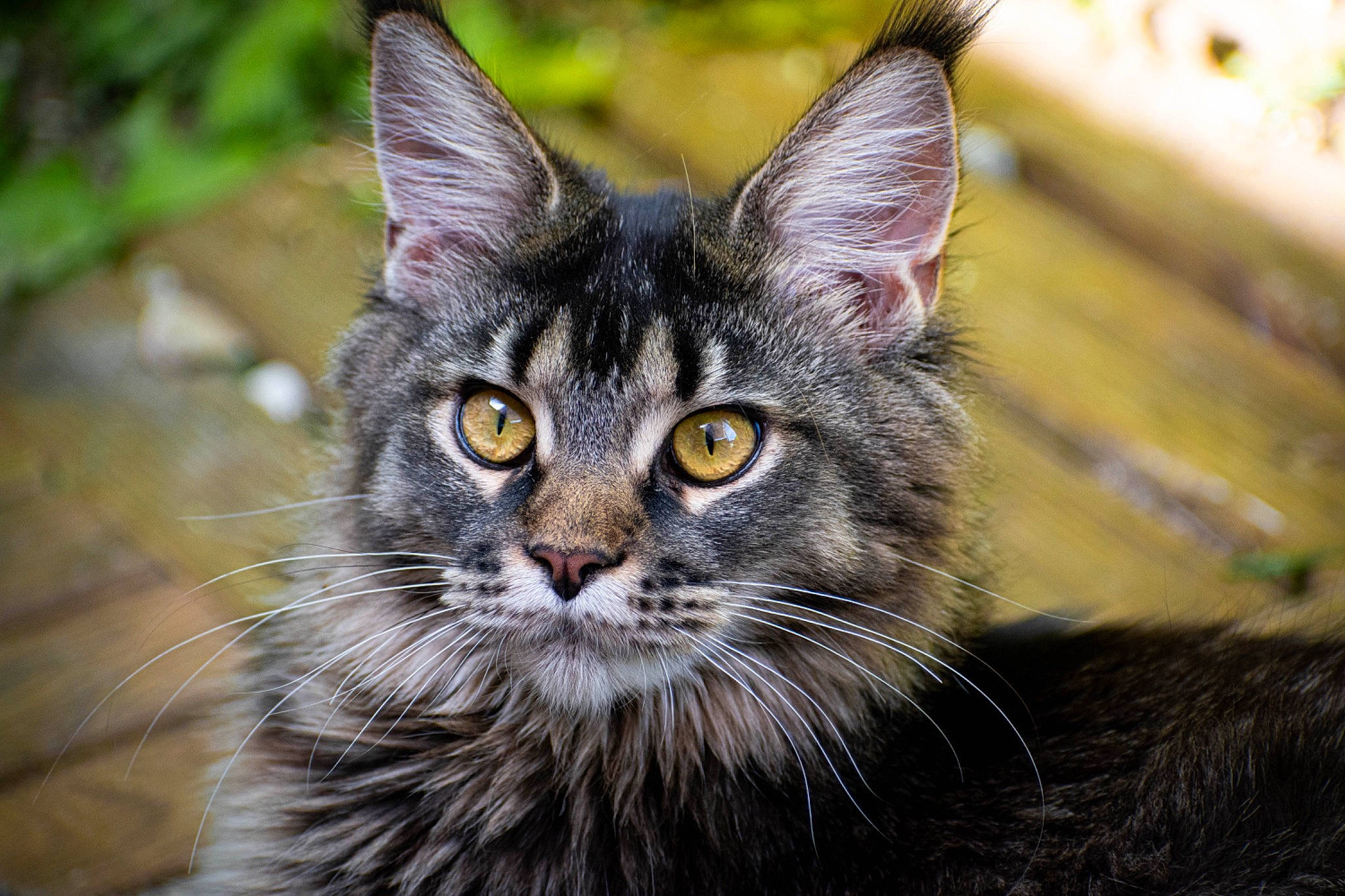 Uria a rejoint le concours — aidez-le/la à gagner de superbes lots ! carnivore, cat, close_up, domestic_short_haired_cat, felidae, fur, grass, hair, small_to_medium_sized_cats, snout, terrestrial_animal, whiskers, wildlife, wood