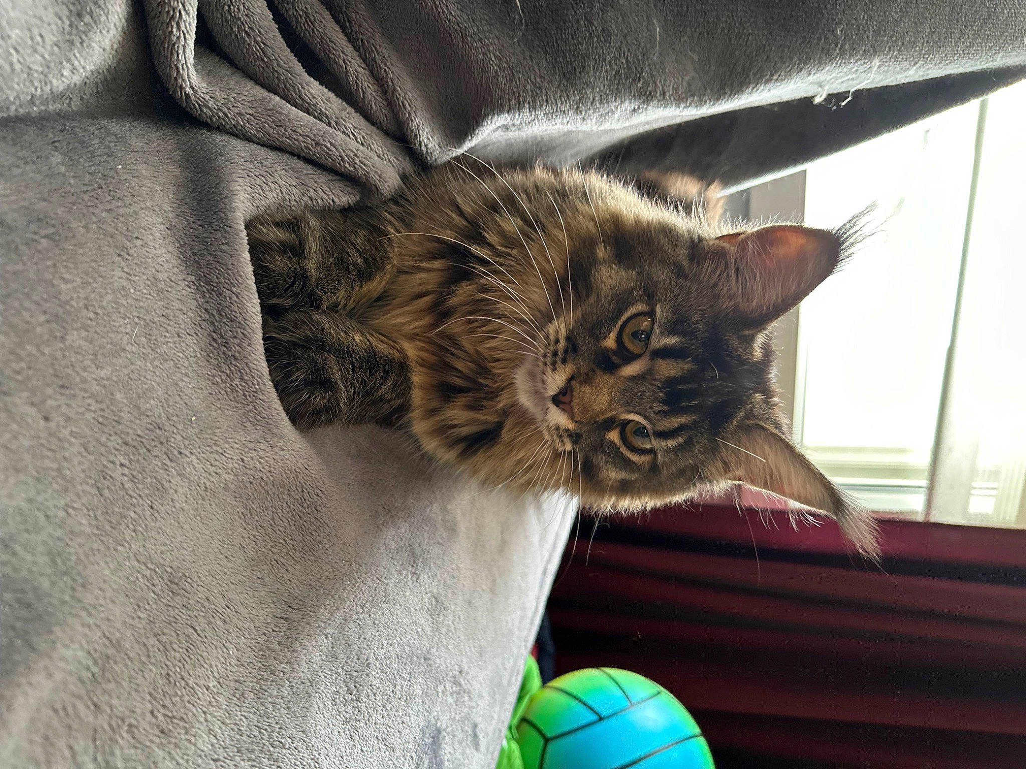 Uria a rejoint le concours — aidez-le/la à gagner de superbes lots ! ball, carnivore, cat, claw, comfort, domestic_short_haired_cat, fawn, felidae, fur, grey, paw, small_to_medium_sized_cats, snout, soccer_ball, sports_equipment, tail, textile, whiskers, window, wood