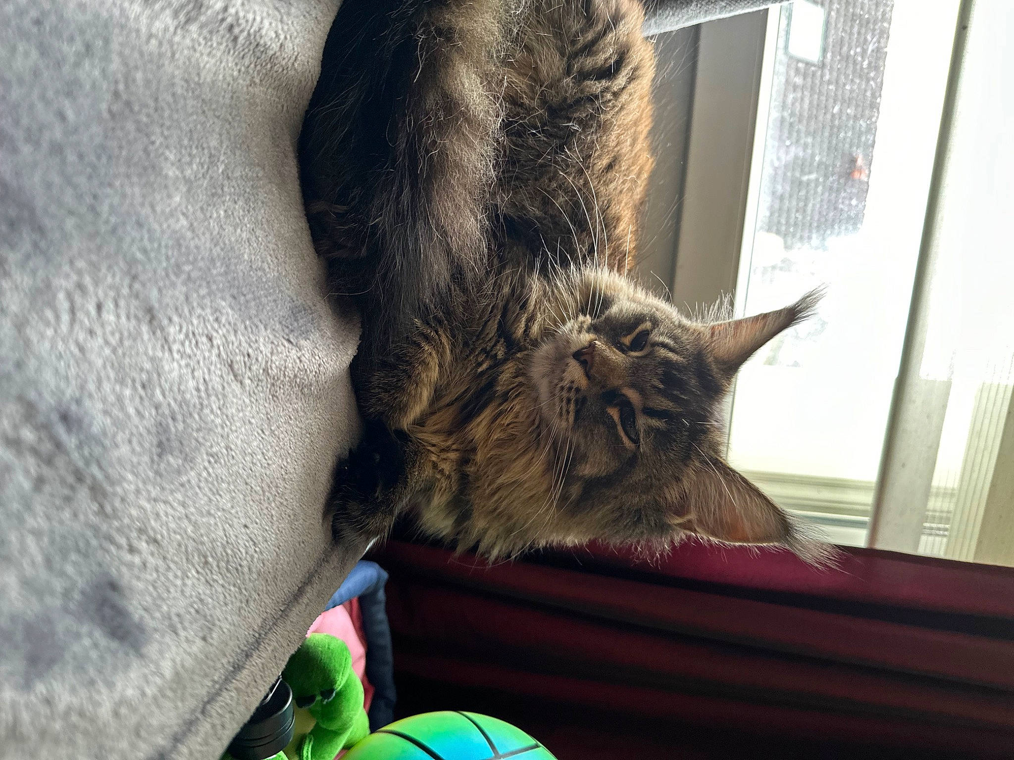 Uria participe au concours pour gagner de l'argent avec cette photo : ball, black_cat, carnivore, cat, claw, comfort, domestic_short_haired_cat, felidae, fur, grey, paw, plant, small_to_medium_sized_cats, snout, tail, toy, tree, whiskers, window, wood