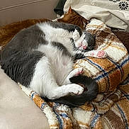 Oslo a rejoint le concours — aidez-le/la à gagner de superbes lots ! cat, sleeping, cozy, blanket, couch, feline, snuggling, pet, fur, relaxed, indoor, comfort, resting, orange_cat, gray_cat, white, paw, tail, soft_texture, domestic_animal