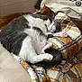 blanket, cat, comfort, couch, cozy, domestic_animal, feline, fur, gray_cat, indoor, orange_cat, paw, pet, relaxed, resting, sleeping, snuggling, soft_texture, tail, white