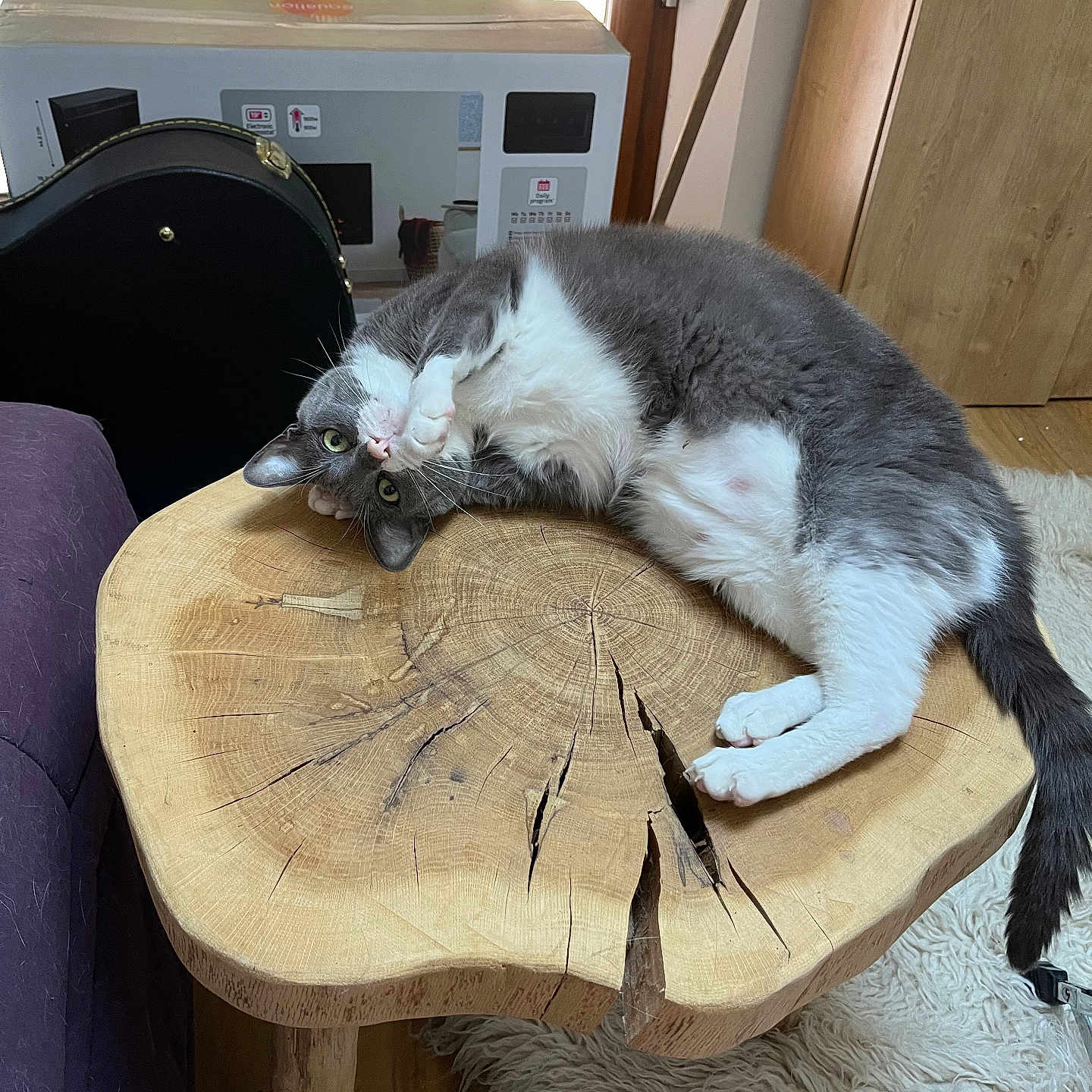 Oslo a rejoint le concours — aidez-le/la à gagner de superbes lots ! animal, cat, cozy, curious, domestic, floor, fur, furniture, gray_and_white, guitar_case, indoor, living_room, pet, playful, relaxed, rug, tail, whiskers, wood, wooden_table