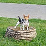 animal, black_and_white, brown_and_white, canine, collar, dog, ears, grass, happy, harness, outdoor, park, pavement, pet, portrait, smiling, standing, tail, tree_stump, walkway